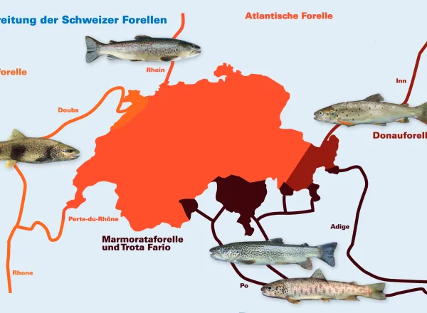 Bekannt, verbreitet, gefährdet